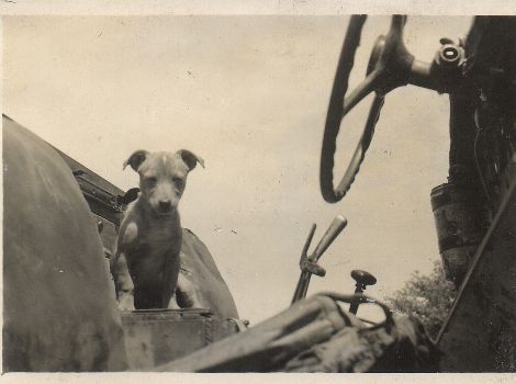 Regimental mascot Humsa.